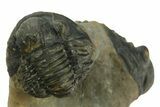 Two Multi-Toned Gerastos Trilobite Fossils - Morocco #381639-2
